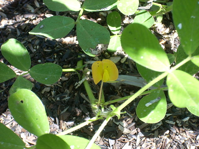 File:D0676 peanut flower.JPG