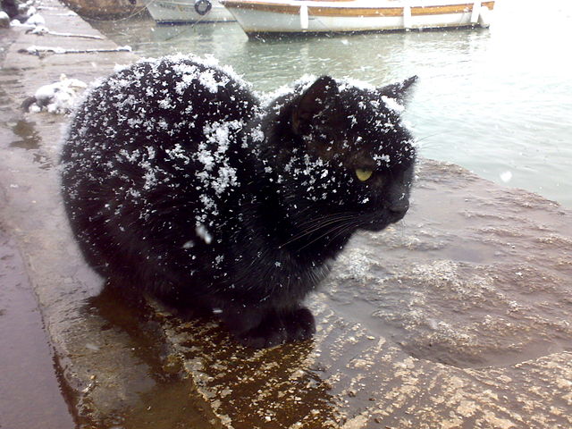 File:Black cat being snowed on.jpg
