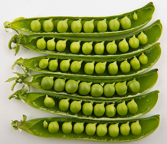 File:Peas in pods - Studio.jpg