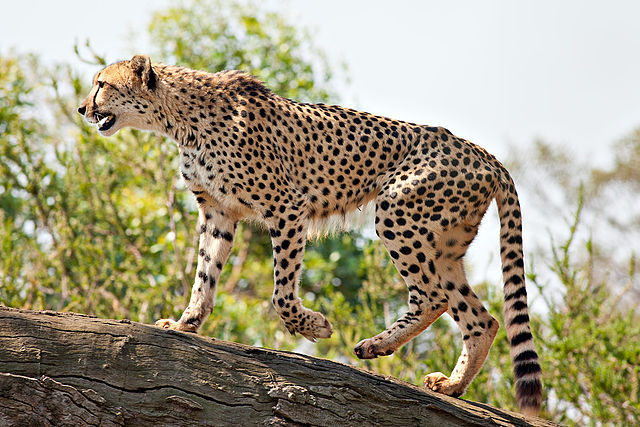 File:Cheetah Feb09 02.jpg