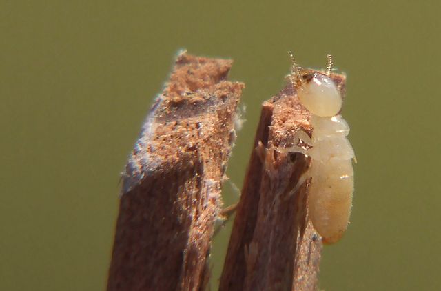 File:Workertermite1.jpg