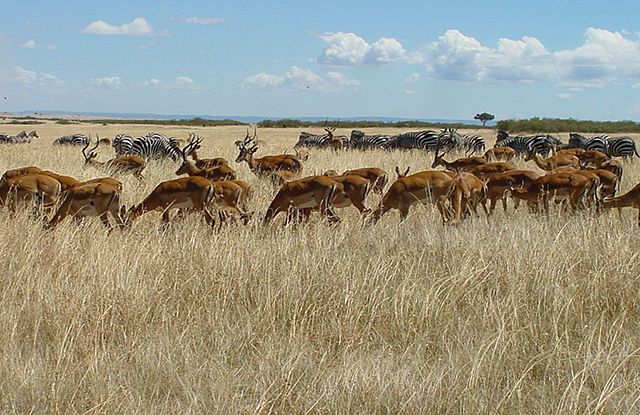 File:Herds Maasi Mara (cropped and straightened).jpg