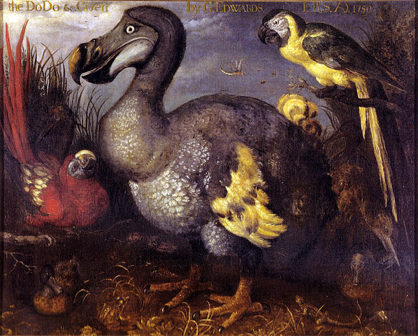File:Edward's Dodo.jpg