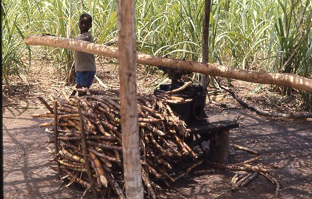 File:Young boy grinding sugar cane in Liberia.jpg