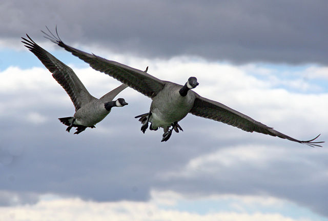 File:Branta canadensis in flight, Great Meadows National Wildlife Refuge.jpg