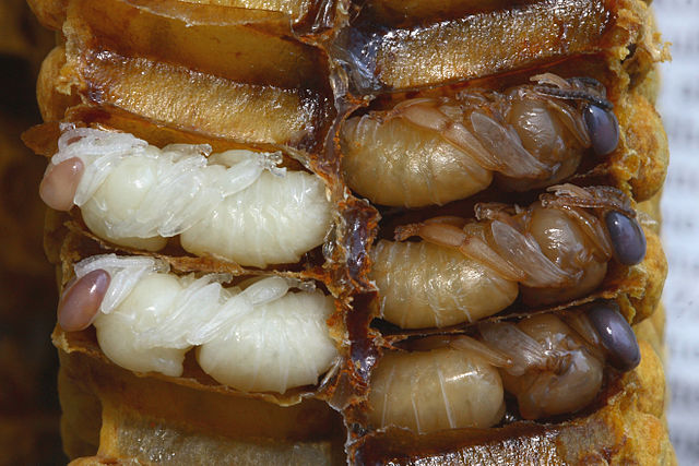 File:Drohnenpuppen 79b.jpg