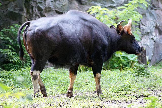 File:Malayan Gaur (Seladang Malaya).jpg