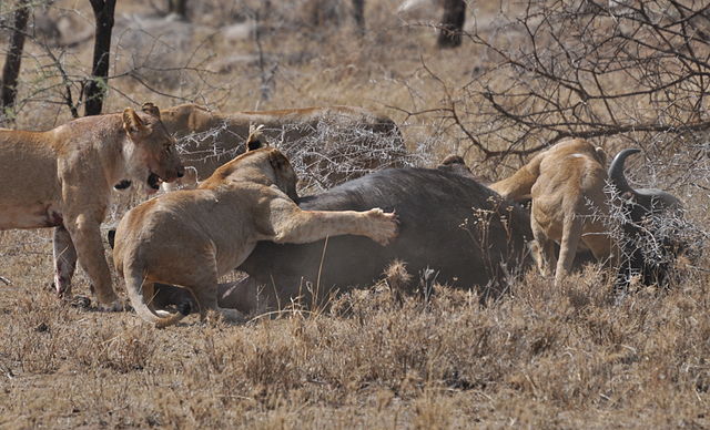 File:Lions taking down cape buffalo.jpg