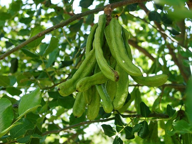 File:Ceratonia siliqua green pods.jpg