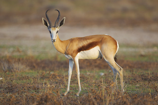 File:Antidorcas marsupialis, male (Etosha, 2012).jpg