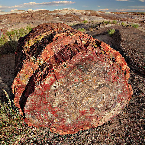 File:Petrified forest log 2 md.jpg