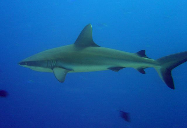 File:Carcharhinus amblyrhynchos palau 2.jpg