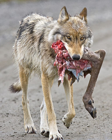 File:Wolf with Caribou Hindquarter.jpg