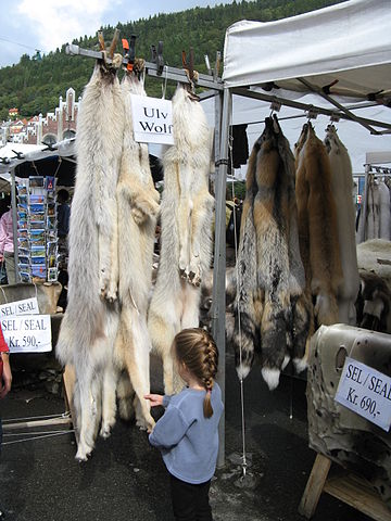 File:Wolf Fox & Seal Skins in Norway.jpg