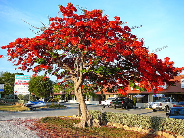 File:Royal Poinciana.jpg