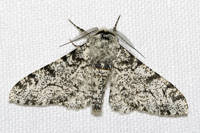 File:Biston.betularia.7200.jpg