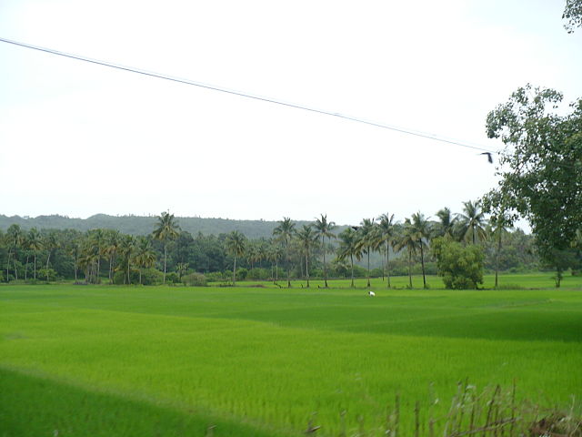 File:Goa Fields.JPG