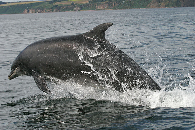 File:Bottlenose dolphin cromarty firth 2006.jpg