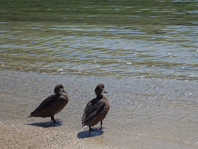 File:Two ducks in the galapagos islands - santa cruz, ecuador.JPG