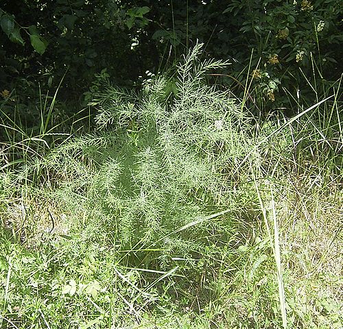 File:AsparagusOfficinalisWild.jpg
