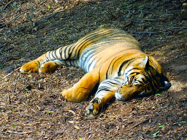 File:An Indian Tiger.jpg