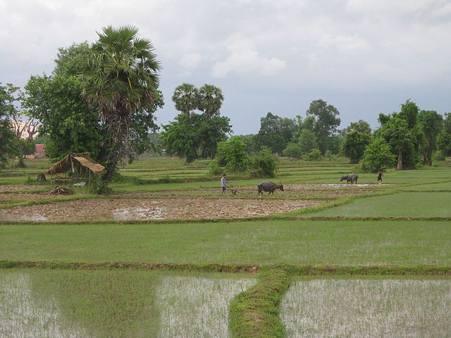 File:Laos ricefields.JPG