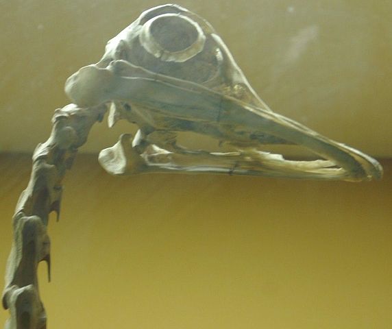 File:Struthio camelusZZ.jpg