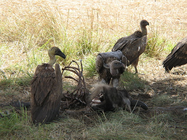File:White-backed vultures eating a dead wildebeest.JPG