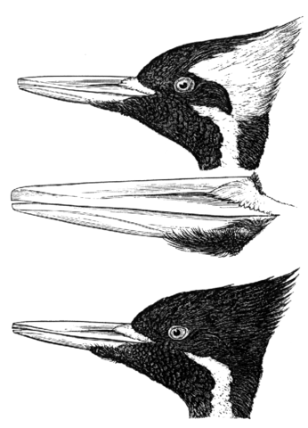 File:Campephilus principalisAPP049LA.png