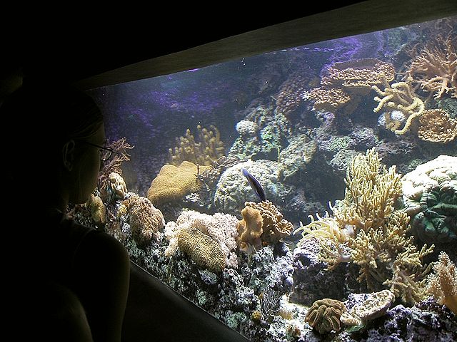 File:Aquarium fg01.jpg