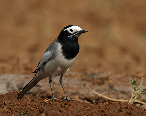 File:White wagtail - Male (Non-breeding- personata race) at Hodal- I IMG 9164.jpg