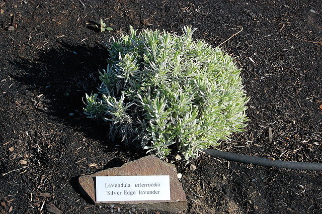 File:Lavandula intermedia.jpg