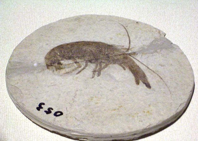 File:Cricoidoscelosus aethus.JPG