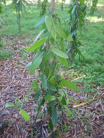 File:Vanilla plantation dsc01187.jpg