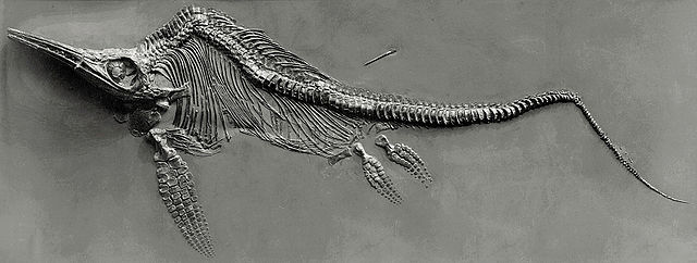 File:Fischsaurier fg01.jpg