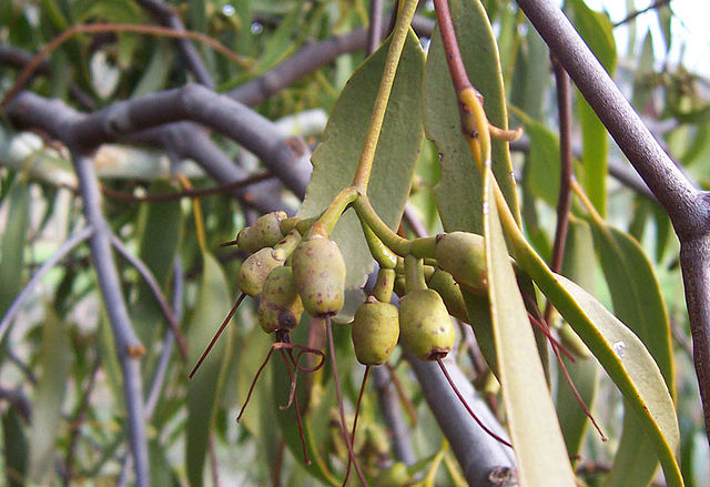 File:Mistletoe seeds.jpg