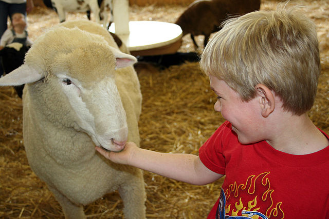 File:Kid feeding sheep.jpg