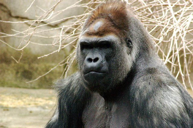File:Gorilla 019.jpg