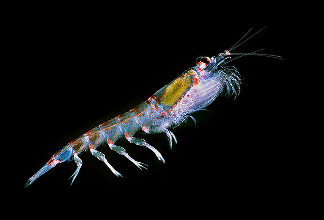 File:Antarctic krill (Euphausia superba).jpg