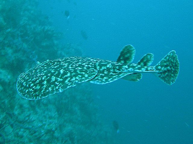 File:Torpedo fuscomaculata2.jpg