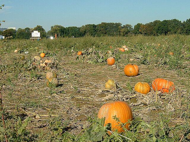 File:Pumpkins Field.jpg