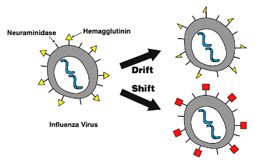 File:Antigenic drift vs shift.png