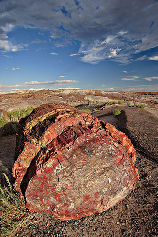 File:Petrified forest log 1 md.jpg