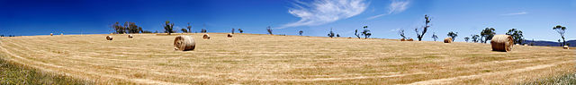 File:Field of hay bales - omeo.jpg