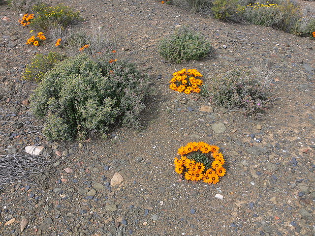 File:Karoo P1030660.JPG