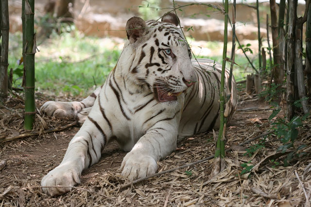 File:White tiger bangalore.jpg