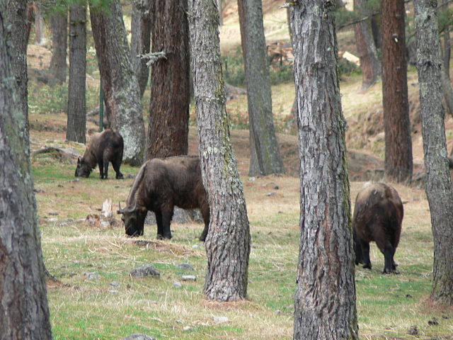 File:Takin, Thimphu mini-zoo.jpg