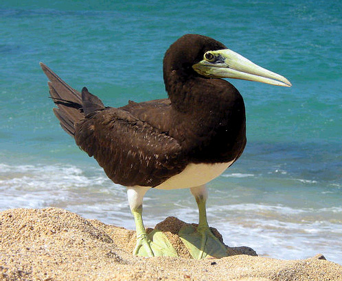 File:Brown booby.jpg